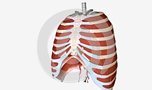 The main muscles of the thoracic wall include the intercostals a photo