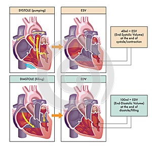 Main phases of the cardiac cycle