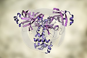 The main protease of coronavirus