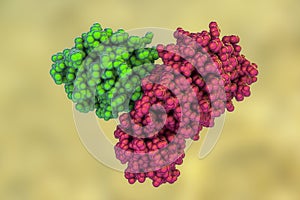 The main protease of coronavirus