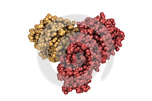 The main protease of coronavirus