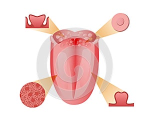 Main receptors and cells tongue. Basic bitter sensation receptor with schematic sour red sweet and salty flavor.