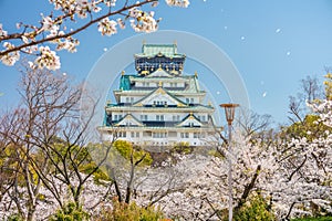 Main tower of Osaka Japanese Castle with Sakura flowers view from Nishinomaru Garden