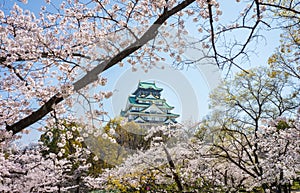 Main tower of Osaka Japanese Castle view from cherry blossom Nishinomaru Garden