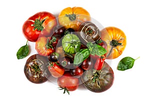 Main varieties of old tomatoes photo