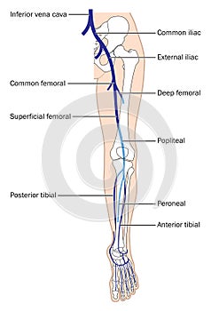 Main veins of the leg