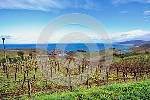 Main view of a wonderful Txakoli wine cellar and vineyards close to the Cantabrian sea in the amazing village of Guetaria.