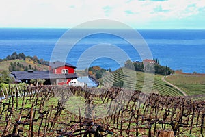 Main view of a wonderful Txakoli wine cellar and vineyards close to the Cantabrian sea in the amazing village of Guetaria.