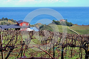 Main view of a wonderful Txakoli wine cellar and vineyards close to the Cantabrian sea in the amazing village of Guetaria.