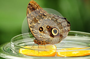 Mainau Butterfly Breakfast