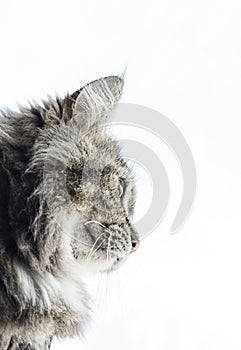 Maincoon cat looking out window