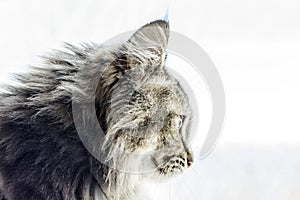 Maincoon cat looking out window