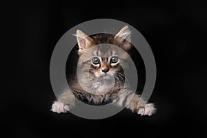 Maincoon Kitten With Big Eyes