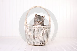 Maincoon Kitten With Big Eyes In Basket