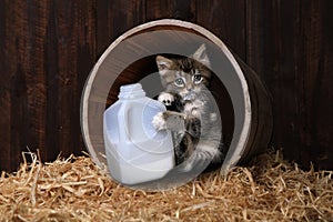 Maincoon Kitten Drinking Gallon of Milk