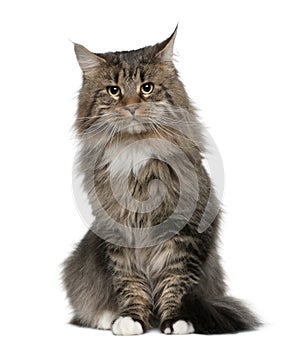 Maine coon, 2 years old photo