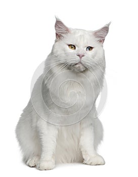 Maine coon, 2 years old