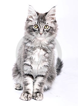 Maine coon
