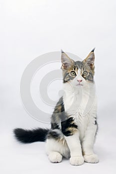 Maine coon