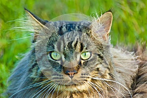 Maine Coon