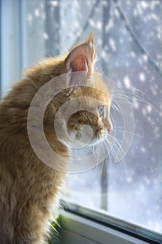 Maine coon.beautiful kitten