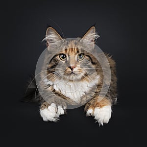 Maine Coon on black background