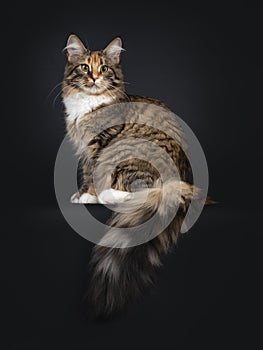 Maine Coon on black background