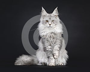 Maine Coon on black background