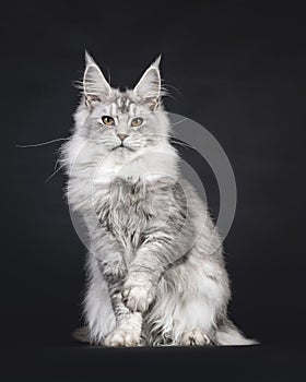 Maine Coon on black background