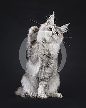 Maine Coon on black background