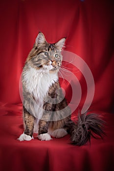 Maine Coon on burgundy background