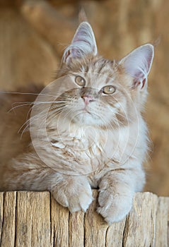 Maine Coon cat