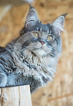 Maine Coon cat