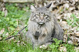 Maine Coon cat