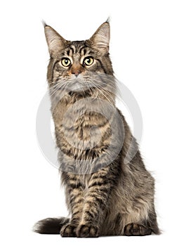 Maine Coon cat, 2 years old, sitting photo