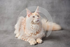 Maine coon cat