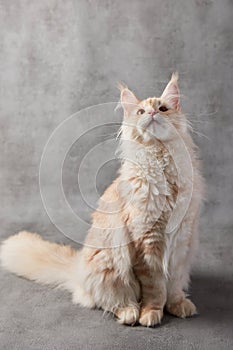 Maine coon cat