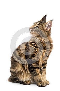 Maine coon cat