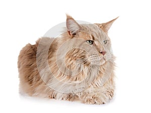 maine coon cat