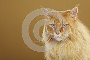 Maine coon cat