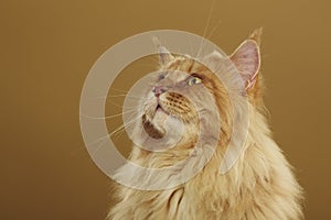 Maine coon cat