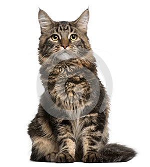 Maine Coon cat, 6 months old, sitting