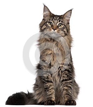 Maine Coon cat, 7 months old, sitting