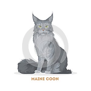 Maine coon cat.