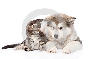 Maine coon cat and alaskan malamute dog together. on w