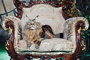 Maine Coon cat on antique chair photo