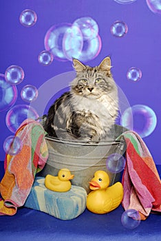 Maine Coon Cat in Bath Tub photo