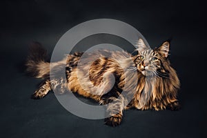 Maine Coon cat on black background