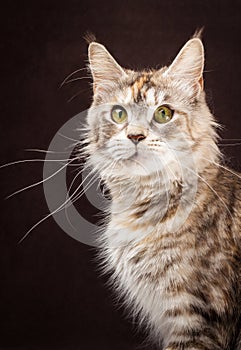 Maine coon cat on black brown background