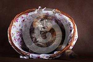 Maine coon cat on black brown background